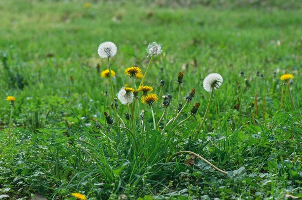 春の緑の草の中の黄色のタンポポ緑の草と黄色の花の背景の白いデイジー — ストック写真