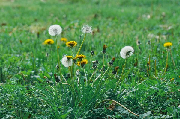 春の緑の草の中の黄色のタンポポ緑の草と黄色の花の背景の白いデイジー — ストック写真