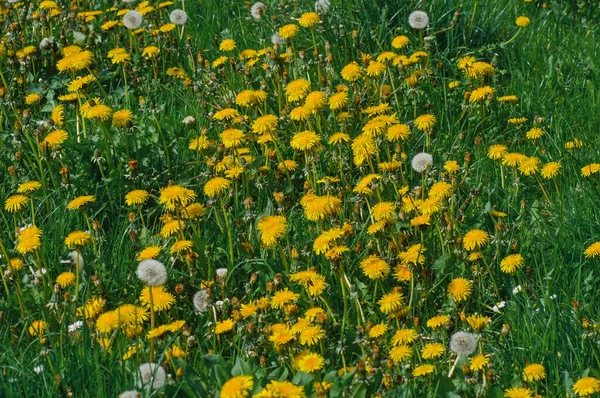 春の緑の草の中の黄色のタンポポ緑の草と黄色の花の背景の白いデイジー — ストック写真