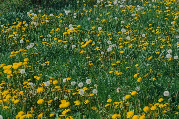 Gula Maskrosor Det Gröna Gräset Vägen Vårenvita Prästkragar Bakgrunden Grönt — Stockfoto
