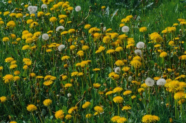 Gula Maskrosor Det Gröna Gräset Vägen Vårenvita Prästkragar Bakgrunden Grönt — Stockfoto