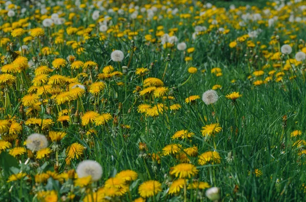 Yellow Dandelions Green Grass Road Springwhite Daisies Background Green Grass — Stock Photo, Image