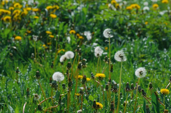 Yellow Dandelions Green Grass Road Springwhite Daisies Background Green Grass — Stock Photo, Image