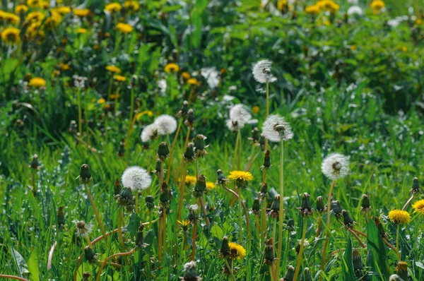 Żółte Dmuchawce Zielonej Trawie Drodze Wiosną Białe Stokrotki Tle Zielonej — Zdjęcie stockowe