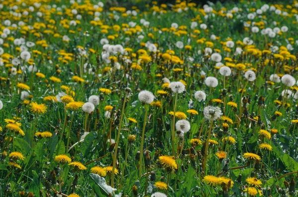 yellow dandelions in the green grass on the road in springWhite daisies on the background of green grass and yellow flowers