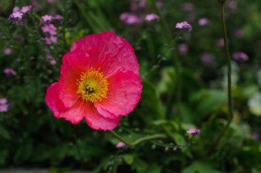 Arka planda mor çiçekleri olan bahçede pembe gelincik çiçeği. Mor çiçekli ve yeşil yapraklı bahçede pembe çiçek..