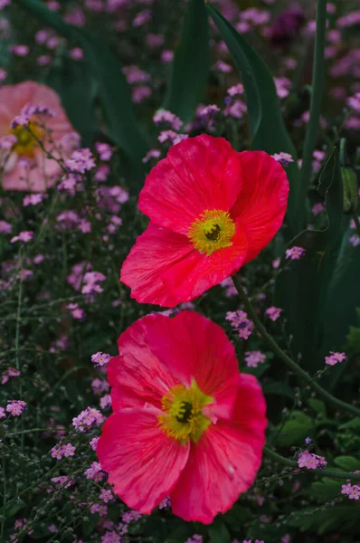 Рожева Макова Квітка Саду Фіолетовими Квітами Фоні Рожева Квітка Саду — стокове фото