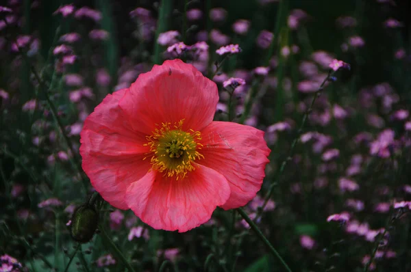 Rosa Mohnblume Garten Mit Lila Blüten Hintergrund Rosa Blume Garten — Stockfoto