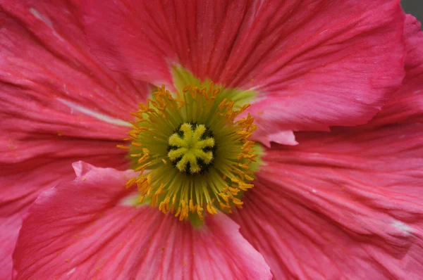 Rosa Mohnblume Garten Mit Lila Blüten Hintergrund Rosa Blume Garten — Stockfoto