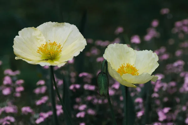 Schöne Gelbe Blumen Park Aus Nächster Nähe — Stockfoto