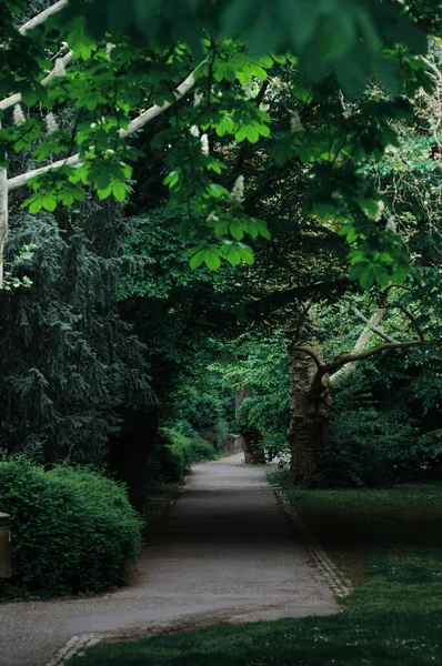 stock image Beautiful alley in the park with trees and grass in summer time