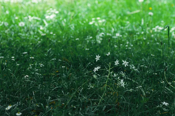草の中の白い花 選択的フォーカス フィールドの浅い深さ — ストック写真