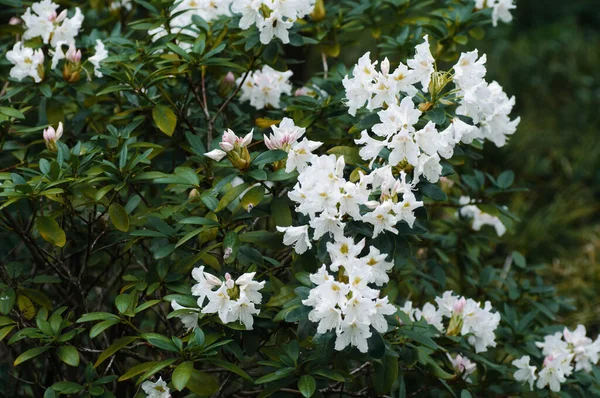 Білі Квіти Рододендрона Цвітуть Весняному Саду — стокове фото