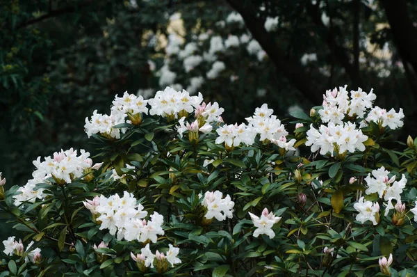 Fehér Rododendron Virágok Virágoznak Tavaszi Kertben — Stock Fotó