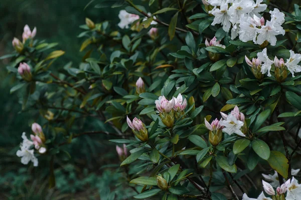 Білі Квіти Рододендрона Цвітуть Весняному Саду — стокове фото