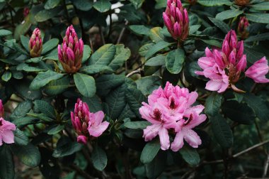 Bahçedeki pembe çiçekler