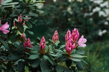 Bahçedeki pembe çiçekler