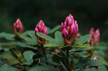 Bahçedeki pembe çiçekler