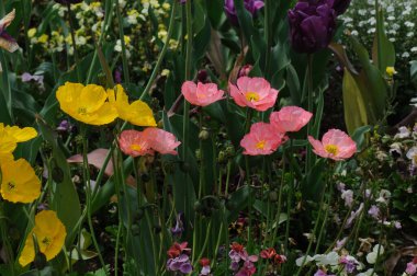 Bahçedeki laleler. Tarlada haşhaş çiçekleri. Bahçede renkli çiçekler var. Güzel çiçek tarlası. Yakın plan. bahar arkaplanı