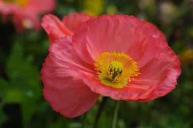 Bahçedeki laleler. Tarlada haşhaş çiçekleri. Bahçede renkli çiçekler var. Güzel çiçek tarlası. Yakın plan. bahar arkaplanı