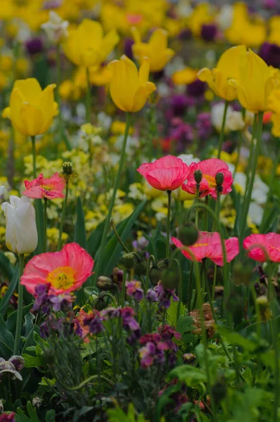Tulipany Ogrodzie Kwiatki Maku Polu Kolorowe Kwiaty Ogrodzie Piękne Pole — Zdjęcie stockowe