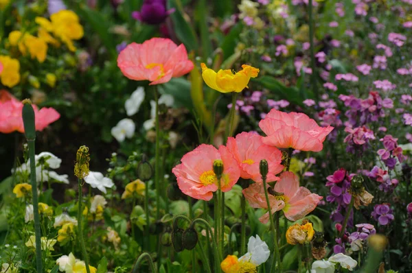 Tulpen Garten Mohnblumen Auf Dem Feld Bunte Blumen Garten Schöne — Stockfoto