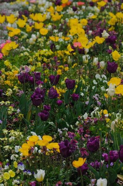 stock image tulips in the garden. poppy flowers in the field. colorful flowers in the garden. beautiful flower field. close-up. spring background