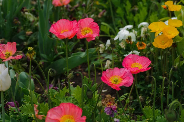 庭のチューリップ 畑のケシの花 庭の色とりどりの花 美しい花畑だ 接近中だ 春の背景 — ストック写真