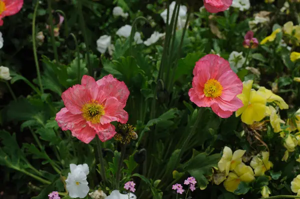 Tulpen Garten Mohnblumen Auf Dem Feld Bunte Blumen Garten Schöne — Stockfoto