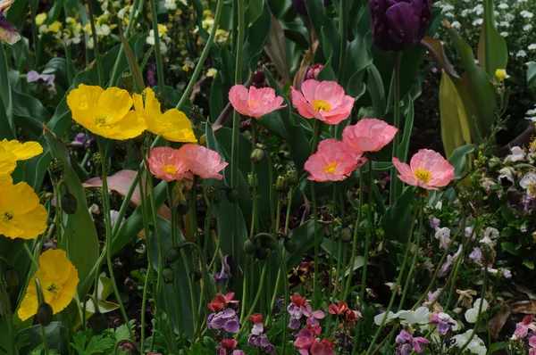 Tulipany Ogrodzie Kwiatki Maku Polu Kolorowe Kwiaty Ogrodzie Piękne Pole — Zdjęcie stockowe