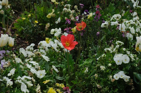 stock image tulips in the garden. poppy flowers in the field. colorful flowers in the garden. beautiful flower field. close-up. spring background