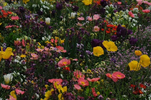 Тюльпаны Саду Цветы Мака Поле Красочные Цветы Саду Красивое Цветочное — стоковое фото