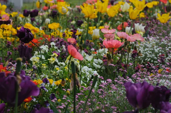 Tulipes Dans Jardin Fleurs Pavot Dans Champ Fleurs Colorées Dans — Photo