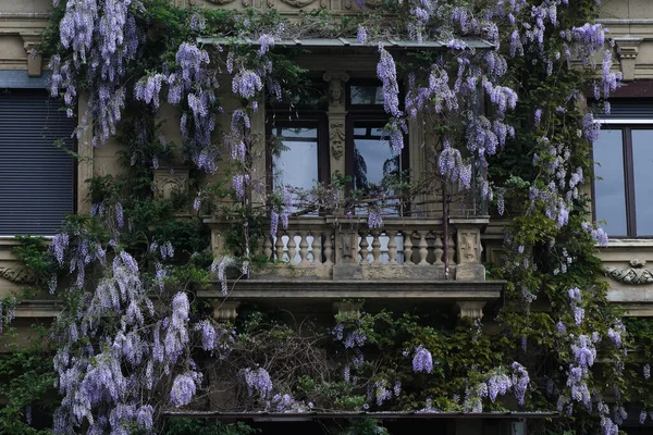 Wisteria Blumen Bordeaux Aquitanien Frankreich — Stockfoto