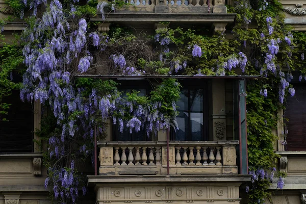Wisteria Bloemen Het Balkon Van Een Oud Huis Parijs — Stockfoto