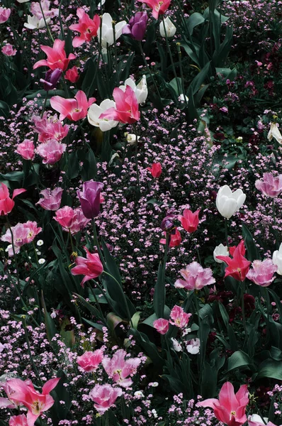 Piękne Tulipany Kwitnące Wiosennym Ogrodzie Kwiaty Wiosenne — Zdjęcie stockowe