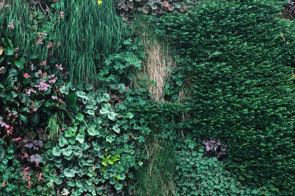 Zielony Bluszcz Ściana Kwiat Ogrodzie Środowisko Naturalne Piękne Zielone Liście — Zdjęcie stockowe
