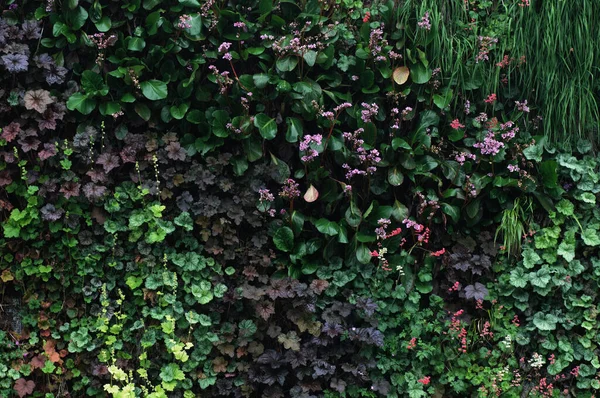 Zöld Borostyán Fal Virág Kertben Természet Háttér Gyönyörű Zöld Levelek — Stock Fotó