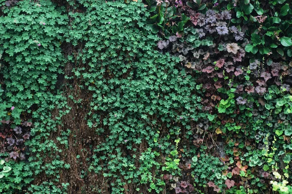 Zelená Břečťanová Zeď Květina Zahradě Přírodní Pozadí Krásné Zelené Listí — Stock fotografie