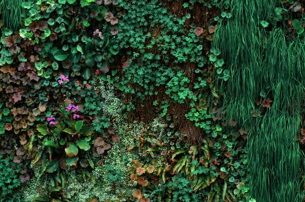 Bahçede Yeşil Sarmaşık Duvarı Çiçek Var Doğa Geçmişi Bahçedeki Duvarda — Stok fotoğraf