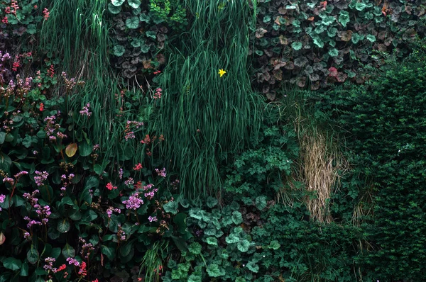 Grüne Efeumauer Und Blume Garten Natur Hintergrund Schöne Grüne Blätter — Stockfoto
