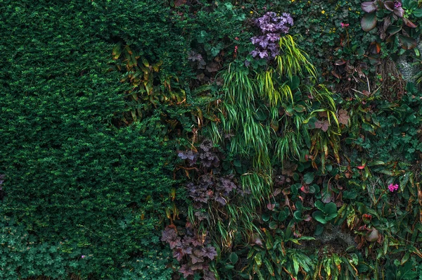Grüne Efeumauer Und Blume Garten Natur Hintergrund Schöne Grüne Blätter — Stockfoto
