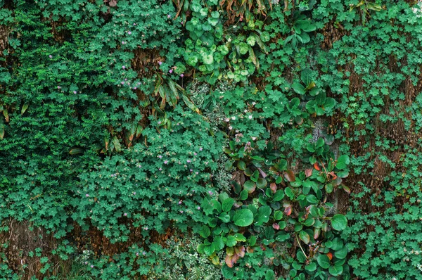 Zöld Borostyán Fal Virág Kertben Természet Háttér Gyönyörű Zöld Levelek — Stock Fotó