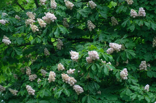 開花栗 イソキュラスカバスタヌム 緑色の背景に白い花を咲かせる栗の枝 — ストック写真