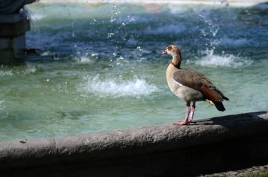 Şehir parkındaki çeşmenin önündeki Mısırlı Kaz..