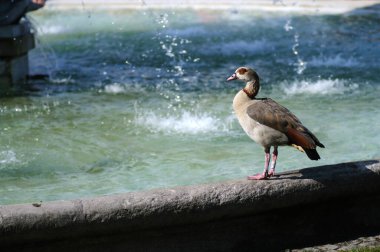 Şehir parkındaki çeşmenin önündeki Mısırlı Kaz..