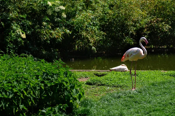 Большой Фламинго Стоит Воде Парке Солнечный День — стоковое фото