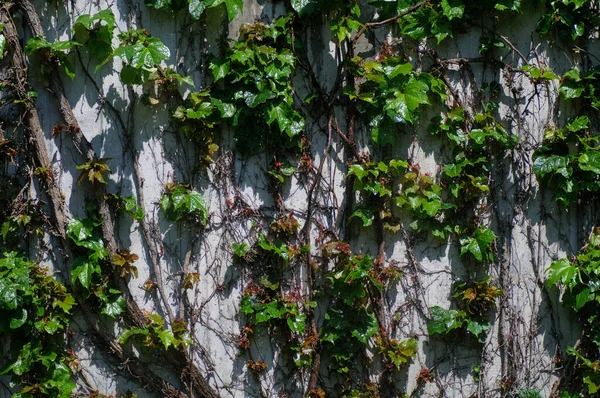 房子的墙上长满了常春藤 自然背景 — 图库照片