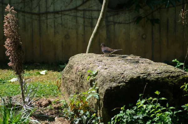 Ptak Siedzący Skale Ogrodzie Selektywny Nacisk Ptaka — Zdjęcie stockowe