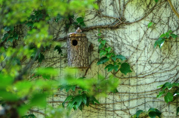 房子墙上的鸟屋 这鸟舍是木制的 — 图库照片